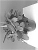Euphorbia%20milii%20%27FL%20854%201%27