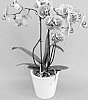 Phalaenopsis%20hybrid%20%27PHALFPYJA%27