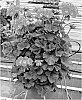 Pelargonium%20x%20hortorum%20%27Duepelsabrey%27