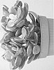 Crassula%20ovata%20%27Indian%20Summer%27