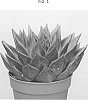 Echeveria%20agavoides%20%27AMIECH1609%27