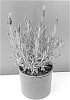 Lavandula%20stoechas%20%27BKLVSTFPU%27
