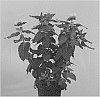 Monarda%20didyma%20%27MON0004BLI%27