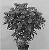 Monarda%20didyma%20%27MON0001BHA%27
