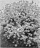Portulaca%20umbraticola%20Kunth%20%27LAZPRT1508%27