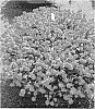Portulaca%20umbraticola%20Kunth%20%27LAZPRT1507%27