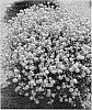 Portulaca%20umbraticola%20Kunth%20%27LAZPRT1505%27