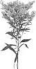 Solidago%20hybrida%20%27BARSOLMAG%27