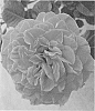 Rosa%20L.%20%27RNF%20Pink%2003WL%27