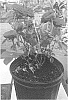 Rosa%20hybrid%20%27GEUS4310%27