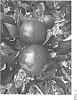 Malus%20domestica%20%27RS103-110%27