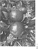 Malus%20domestica%20%27RS103-110%27