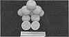 Citrus%20reticulata%20Blanco%20hybrid%20%27N40W-6-3%27