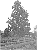 Aesculus%20x%20bushii%20%27Aaron1%27