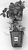 Gaultheria%20procumbens%20%27Gaulsidh5%27