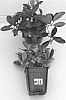 Gaultheria%20procumbens%20%27Gaulsidh11%27