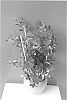 Mandevilla%20hybrida%20%27Inmanredeep%27