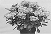 Hydrangea%20macrophylla%20%27Hort%2010-087-07%27