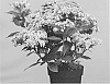 Hydrangea%20macrophylla%20%27Hort%2010-080-01%27