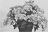 Hydrangea%20macrophylla%20%27Hort%2010-087-01%27