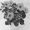 Hibiscus%20rosa-sinensis%20%27HIQ%2016%20PETIT%27