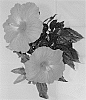 Hibiscus%20rosa-sinensis%20%27Rhea%27