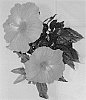 Hibiscus%20rosa-sinensis%20%27Rhea%27