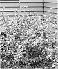 Hibiscus%20syriacus%20%27Aarticus%27