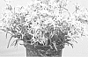Leontopodium%20alpinum%20%27Berghman%27