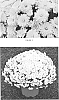 Chrysanthemum%20x%20morifolium%20%27CIFZ0037%27