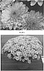 Chrysanthemum%20x%20morifolium%20%27CIFZ0046%27