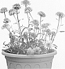 Aster%20alpinus%20%27X%20Blue%27
