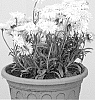 Aster%20alpinus%20%27X%20White%27