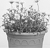 Aster%20alpinus%20%27X%20Pink%27