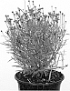 Coreopsis%20rosea%20x%20Coreopsis%20verticillata%20%27URITW03%27