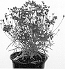 Coreopsis%20rosea%20x%20Coreopsis%20verticillata%20%27URIBL01%27