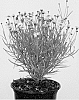 Coreopsis%20rosea%20x%20Coreopsis%20verticillata%20%27URITW02%27
