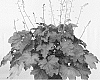Heuchera%20hybrid%20%27Magma%27