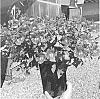 Mimulus%20naiandinus%20x%20Mimulus%20cupreus%20%27PPOMIM2%27