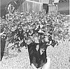 Mimulus%20naiandinus%20x%20Mimulus%20cupreus%20%27PPOMIM2%27