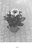Rudbeckia%20hirta%20L.%20%27BullRudi%2006%27