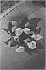 Zantedeschia%20sprengeri%20%27Fursa%27