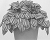 Peperomia%20plant%20named%20%27PICCOLO%20BANDA%27