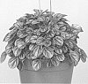 Peperomia%20plant%20named%20%27Little%20Toscani%27
