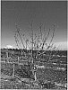 Pistacia%20atlantica%20x%20Pistacia%20integerrima%20%27UCB1-D71%27