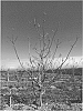 Pistacia%20atlantica%20x%20Pistacia%20integerrima%20%27UCB1-D110%27