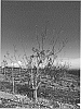 Pistacia%20atlantica%20x%20Pistacia%20integerrima%20%27UCB1-D90%27