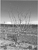 Pistacia%20atlantica%20x%20Pistacia%20integerrima%20%27UCB1-D154%27