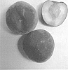 Prunus%20persica%20%27Burpeachfortyone%27