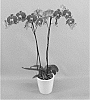 Phalaenopsis%20hybrid%20%27Phalfoxyq%27